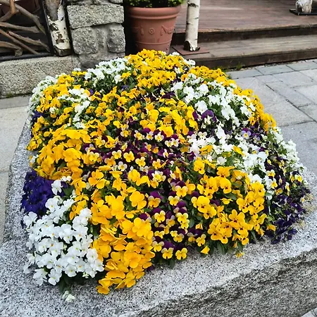 Refuge D'entreves - Con Balcone, Giardinetto E Vista Monte Bianco - Horizon Vacanze Appartamento *