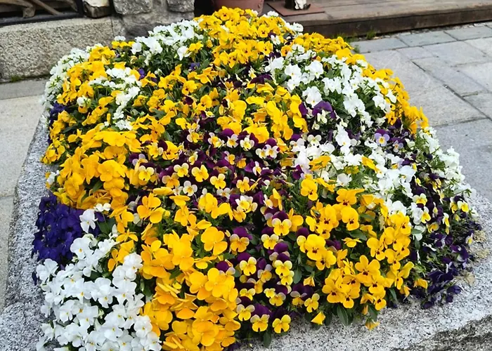 Refuge D'entreves - Con Balcone, Giardinetto E Vista Monte Bianco - Horizon Vacanze Apartment *